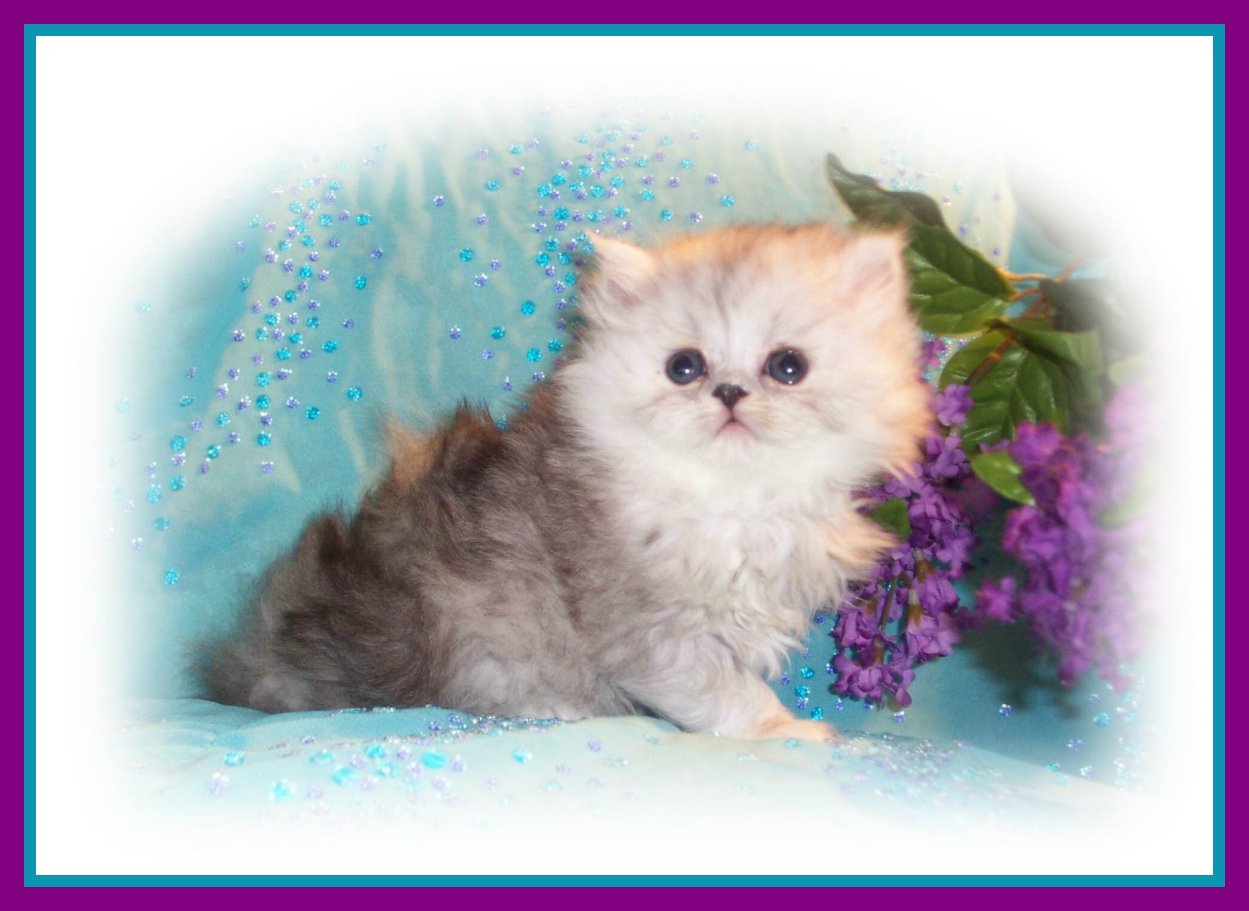 Bree Trembley-5wks