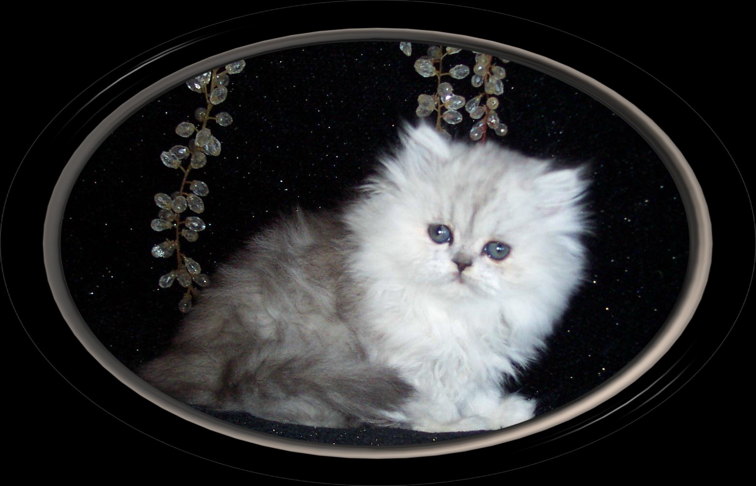 Miss Bree T- 8 wk Beauty