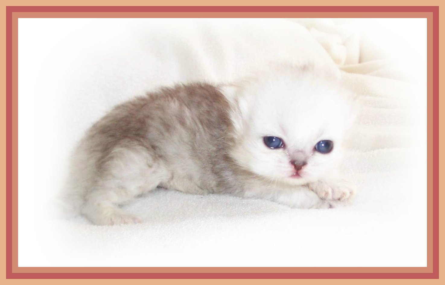 Preciouspet Sirius