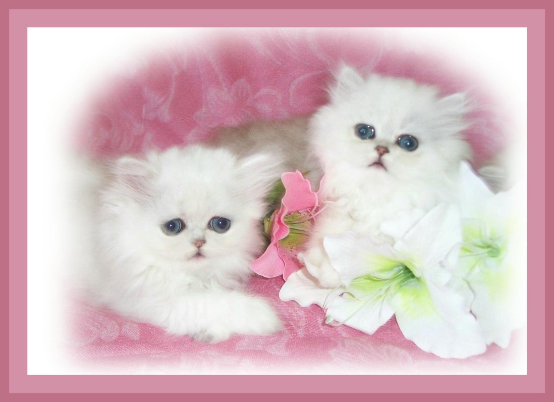 Lolli & Romeo-8wks!