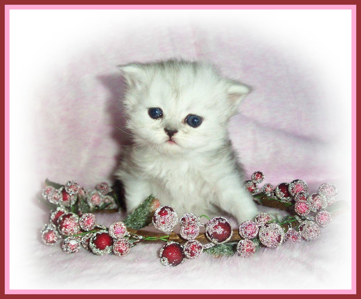 Baby Girl C-3wks