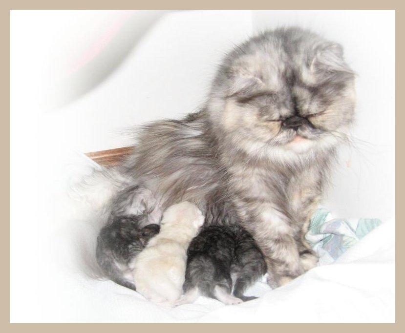 Karma with babies BORN Nov.12th
