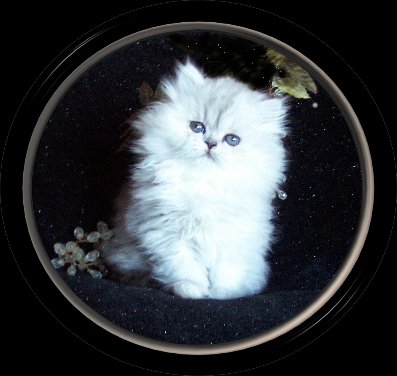 Miss Ottawa-8wk-Sweety