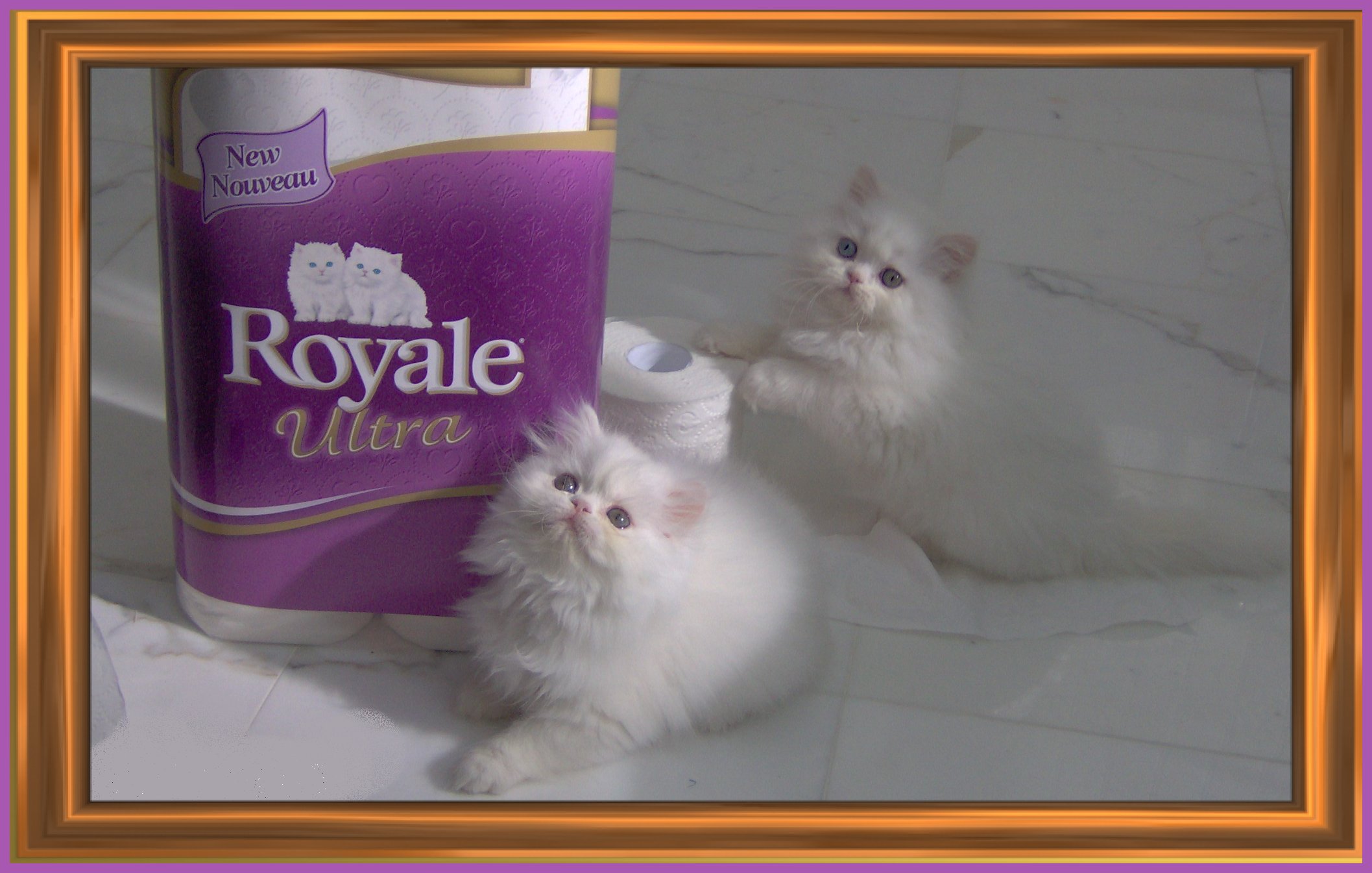 2006 Royale Kittens!!