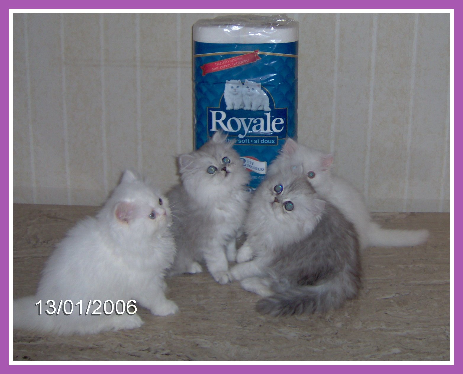 Dancenplay & Preciouspet kittens