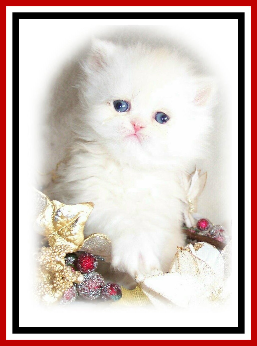 Monty Kringle