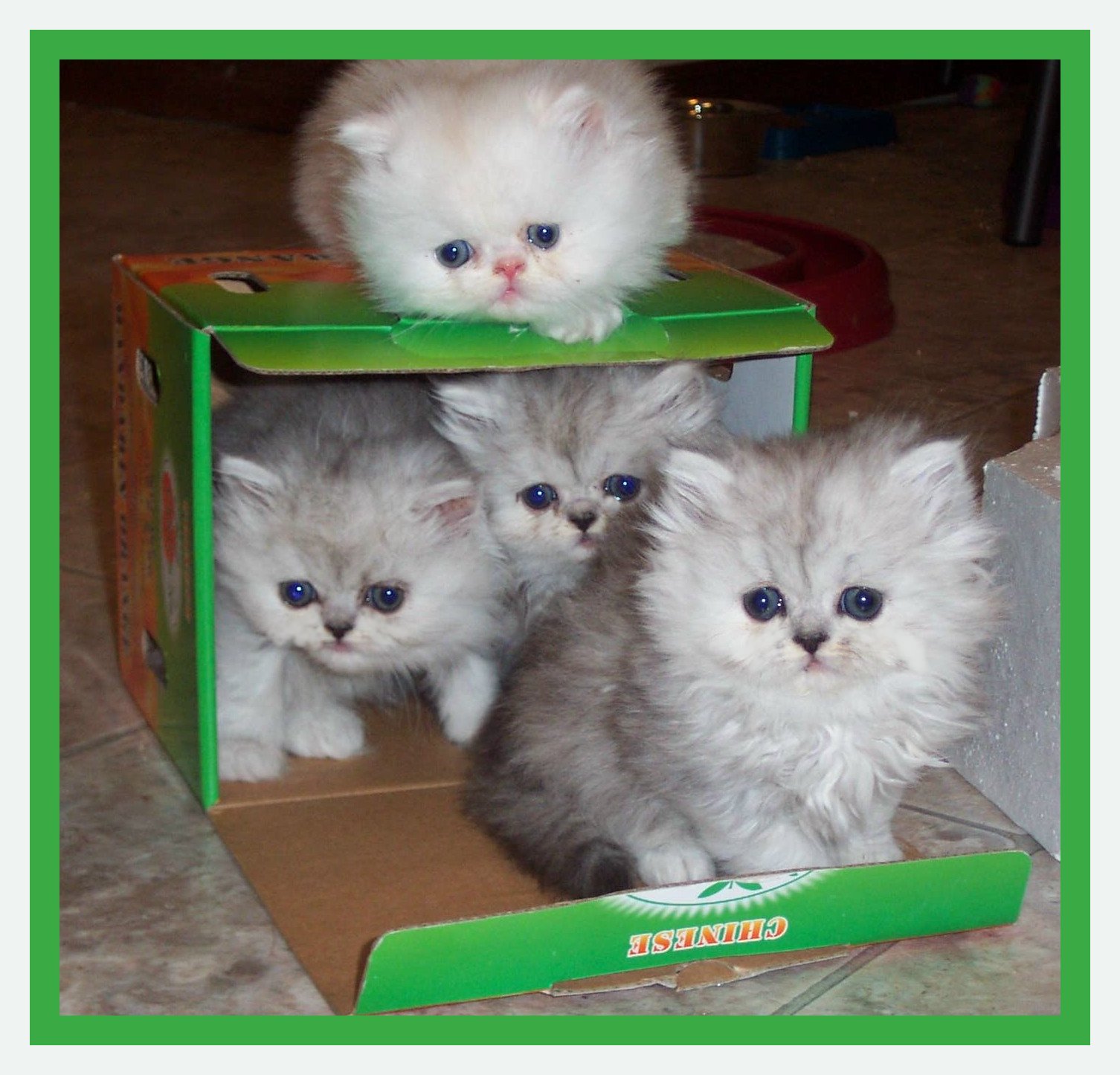 Look at us Now!&nbsp; 6 wks old.
