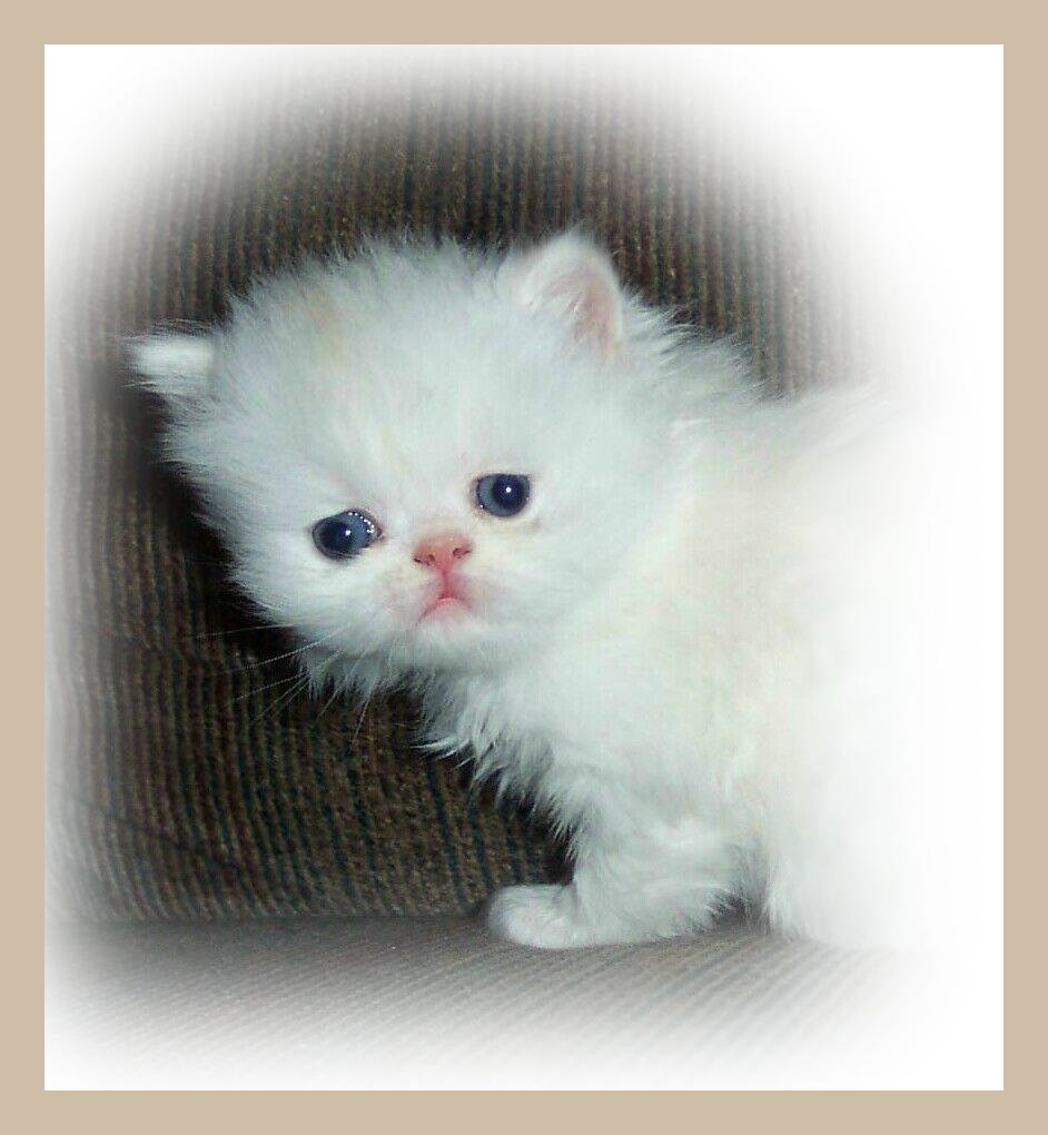 Baby Boy -Chipper
