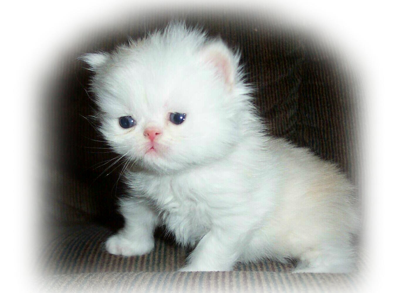 Baby Boy-Red/Cameo 