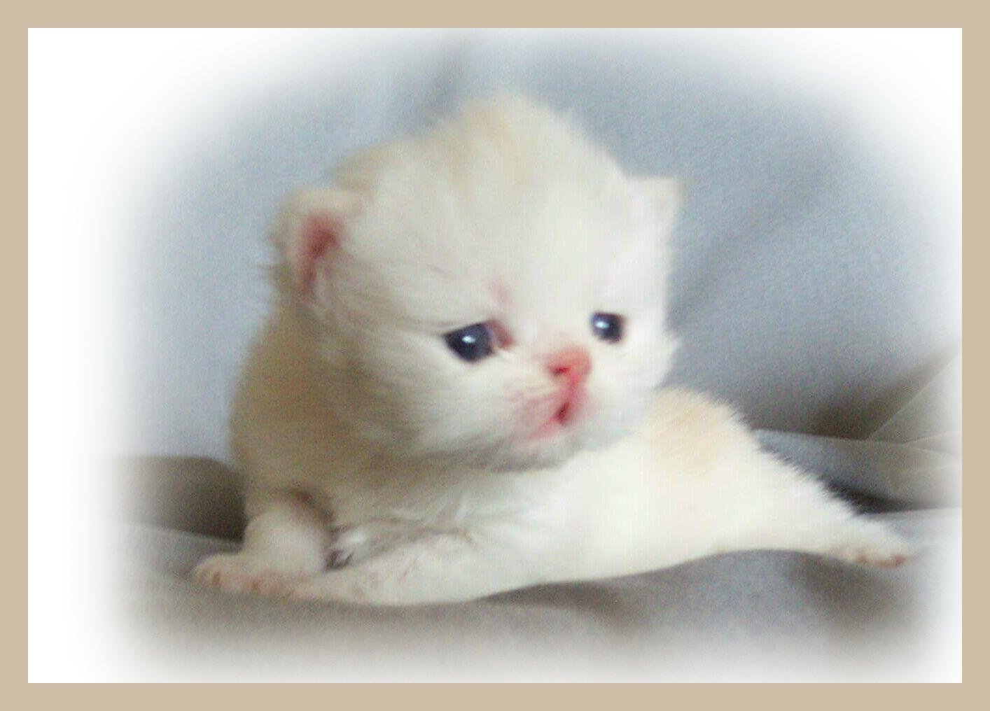 Little Mans/First Portrait=2wks