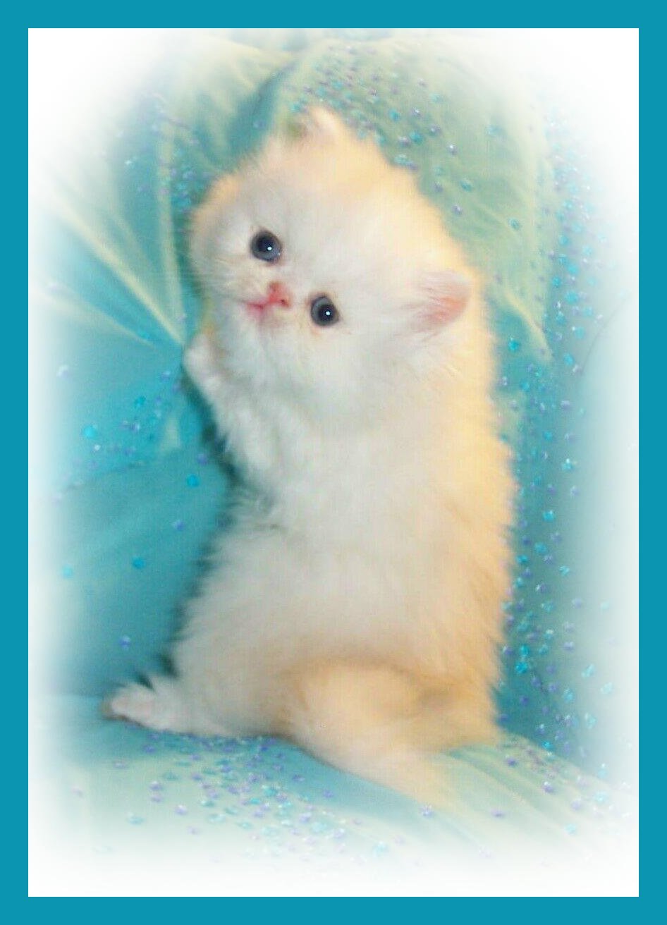 Bonny's Boy !-5wks