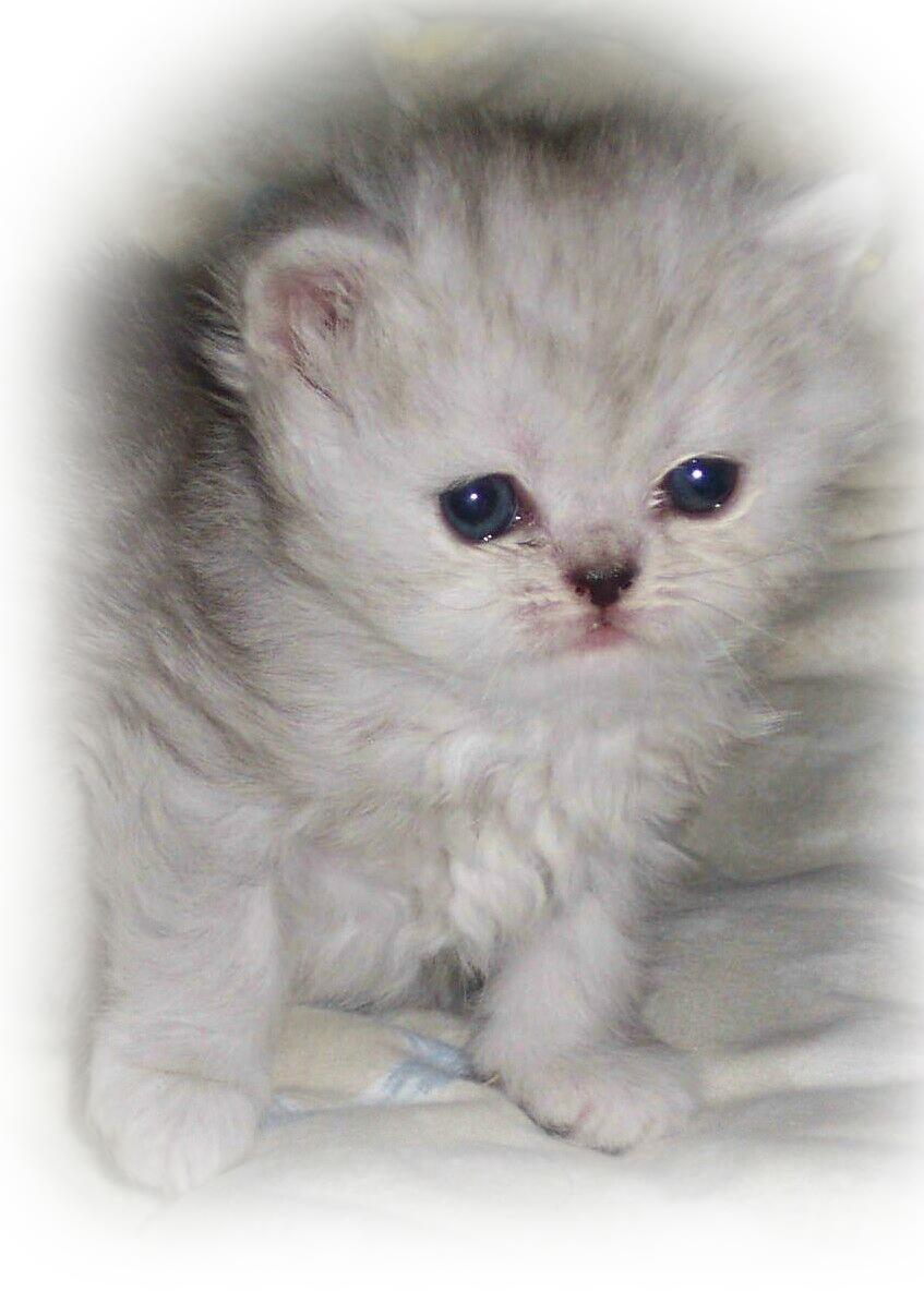 Baby C=3wks