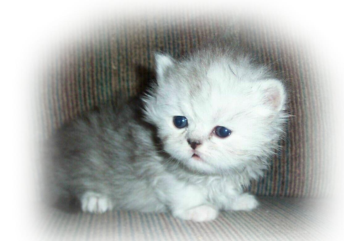 GirlyA=3wks