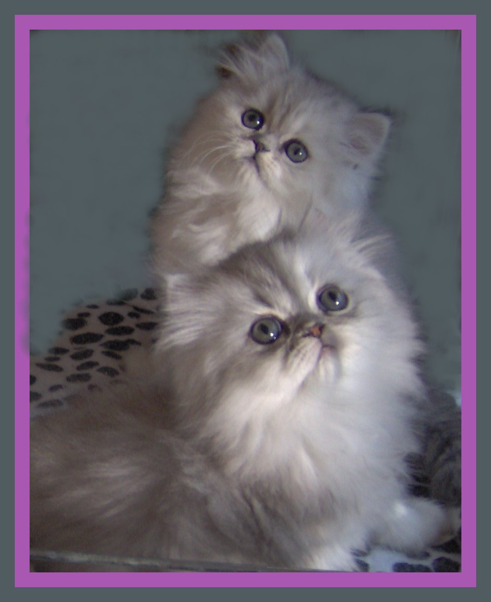 Preciouspet Holly & Nolly
