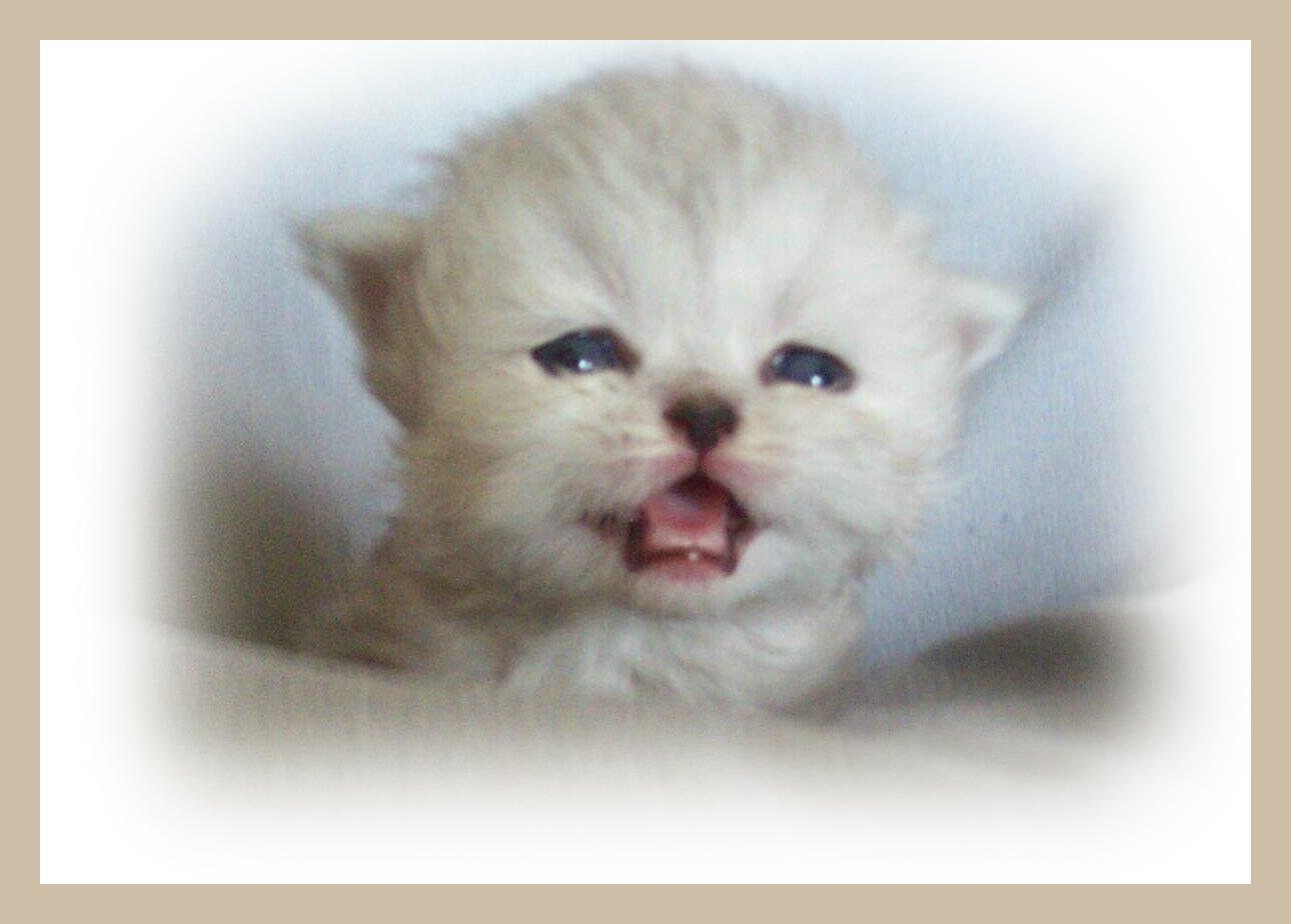 Miss Purrsonality-1st Portrait