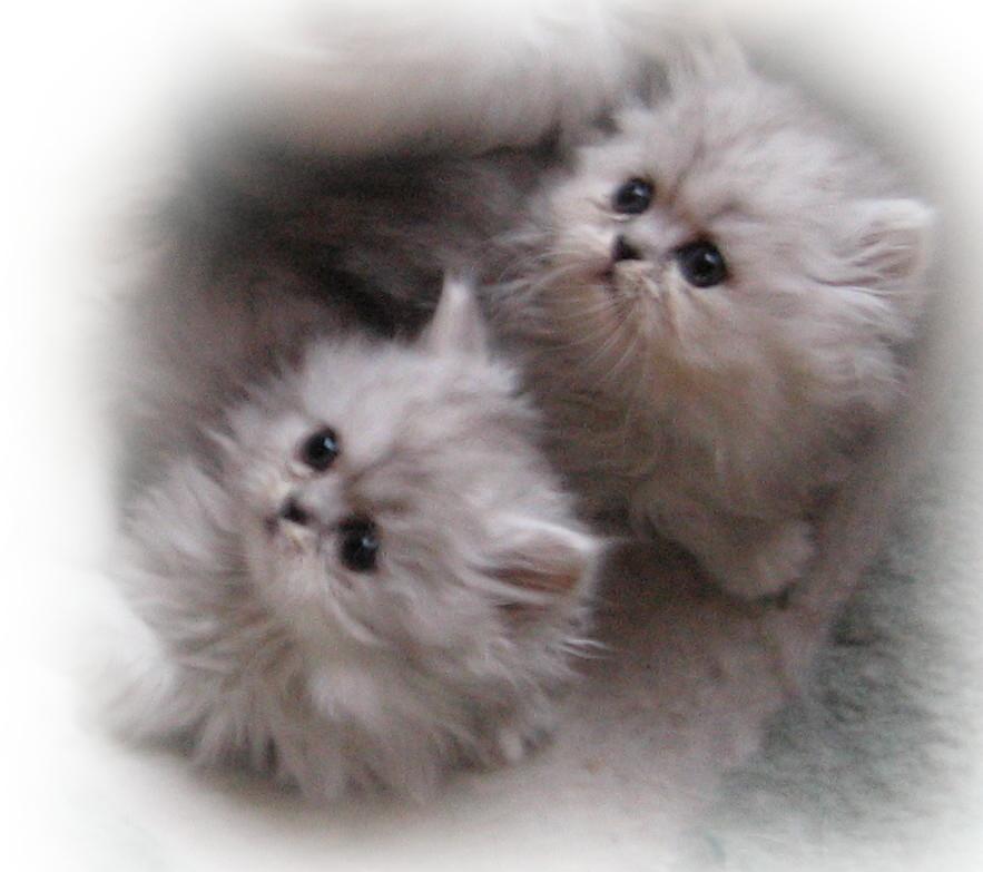 The Twins!! 