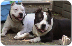 Felony & Monster