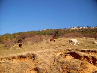 WildHorses.jpg: Click to view full-size version