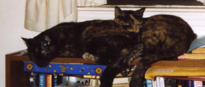 daffy and daisy my cats on my shelf