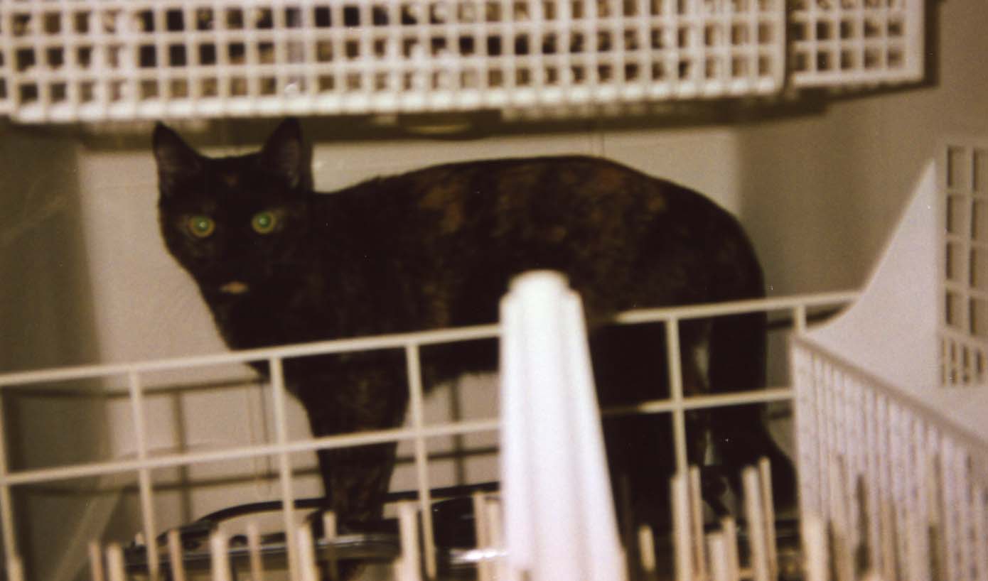 Daffy in the dishwasher