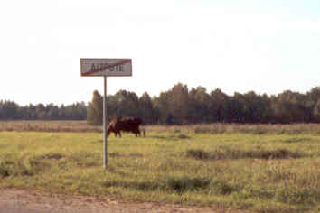Seeing a cow, leaving Aizpute