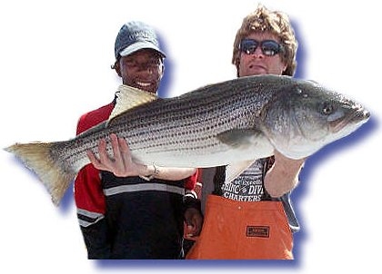27 lb. Stripped Bass
