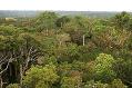 foto da floresta amazônica