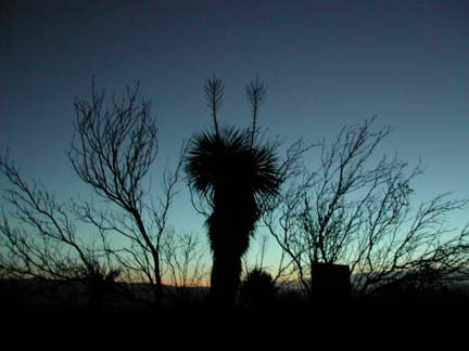 dawn 