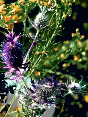 Eryngo