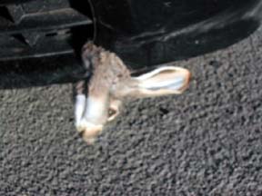 rabbit hanging
