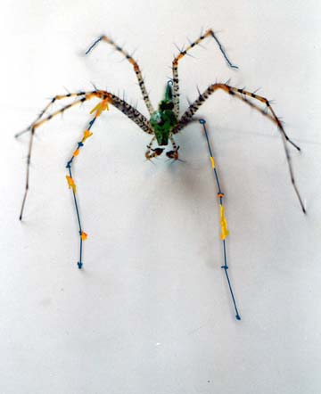 hippy spider