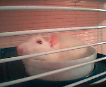 Fefe in her food bowl.
