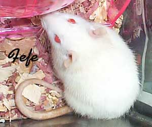 Fefe