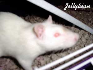 Jellybean