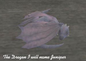 Juniper my Dragon