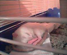 Sleeping in Fetal Postion