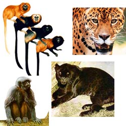 mam&iacute;feros em extin&ccedil;&atilde;o