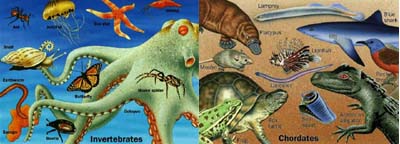 Reino_Animalia