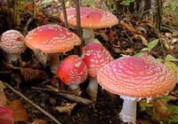 Reino_Fungi