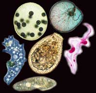 Reino_Protista