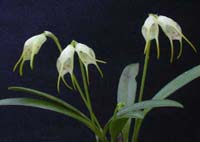 Reino_Plantae