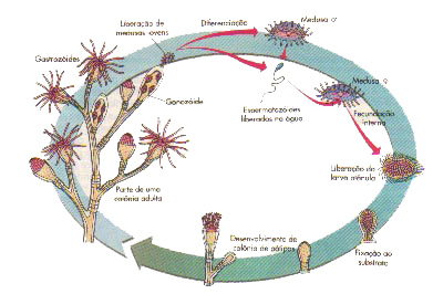 Resultado de imagem para ciclo de vida de obelia