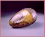 musa.jpg (4083 bytes)