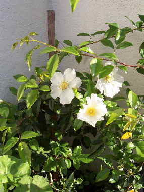 My Guajome Cherokee rose cutting