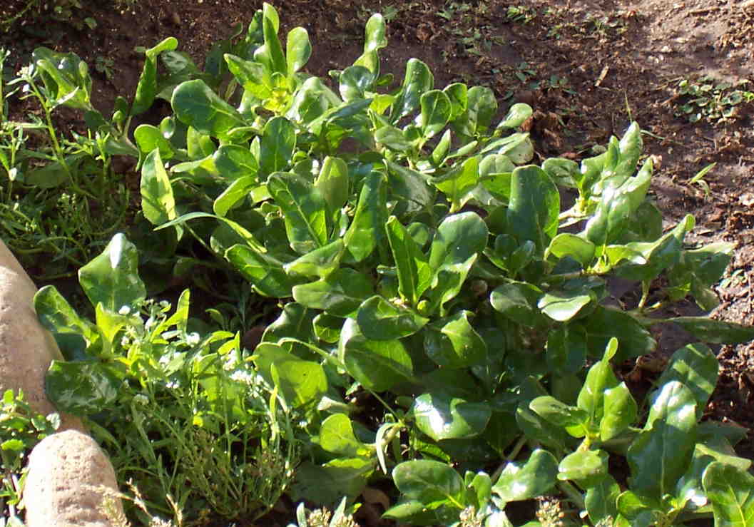 Coprosma repens