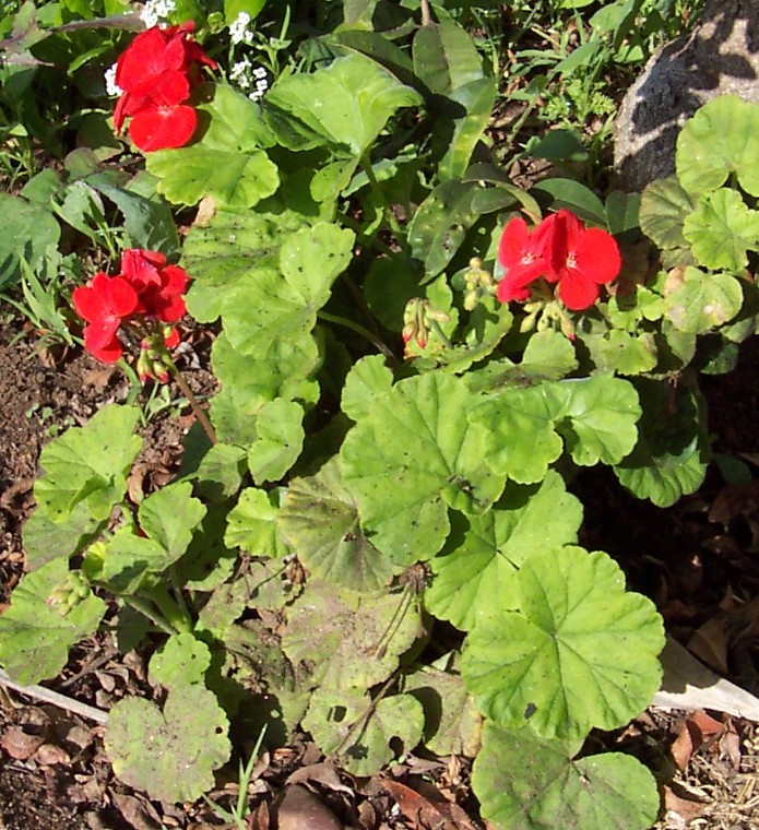 Golden Hill Park geranium