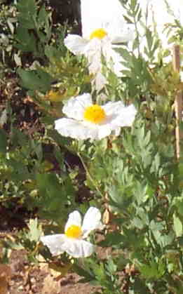 Matilja poppy