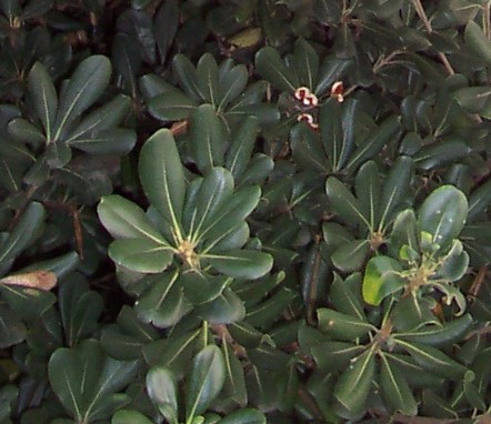 Pittosporum tobira
