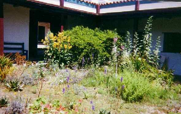Rancho Guajome Cherokee rose