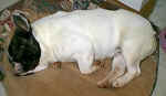 Sleeping2.jpg (12546 bytes)